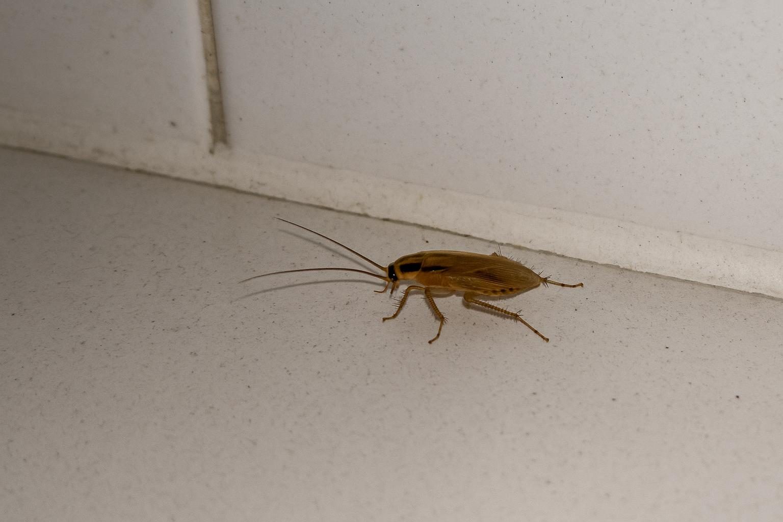A German cockroach on a Dallas kitchen surface